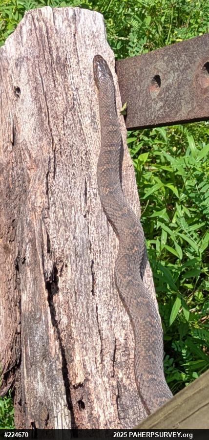 Northern Watersnake
