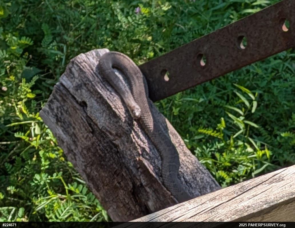 Northern Watersnake