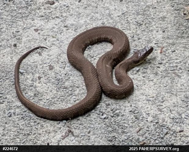 Northern Watersnake