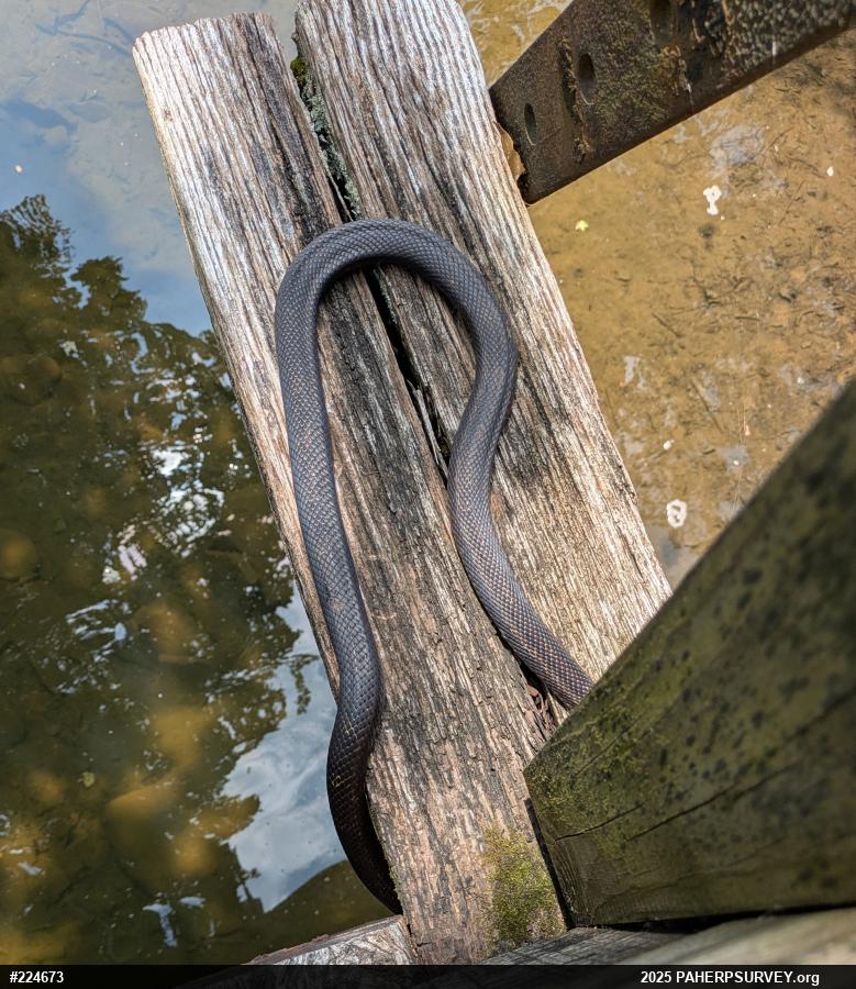 Eastern Ratsnake