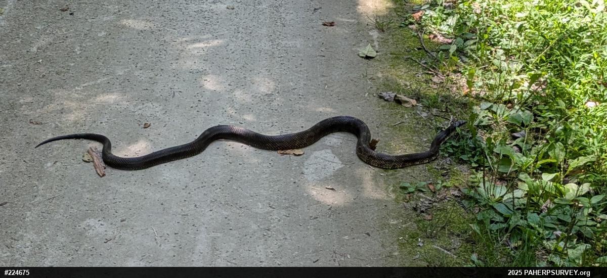 Eastern Ratsnake