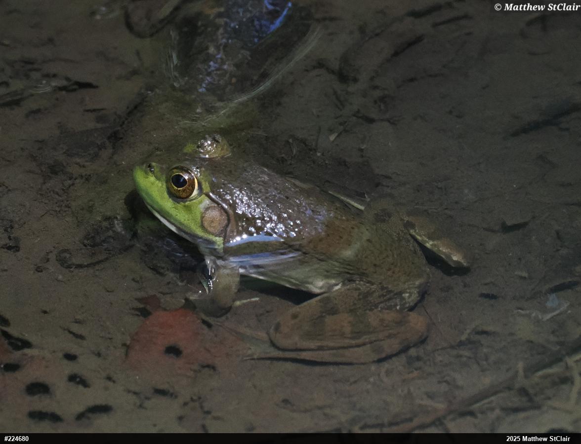 American Bullfrog