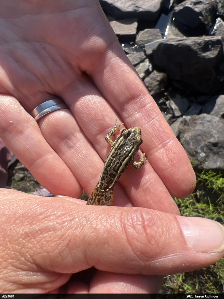 Pickerel Frog