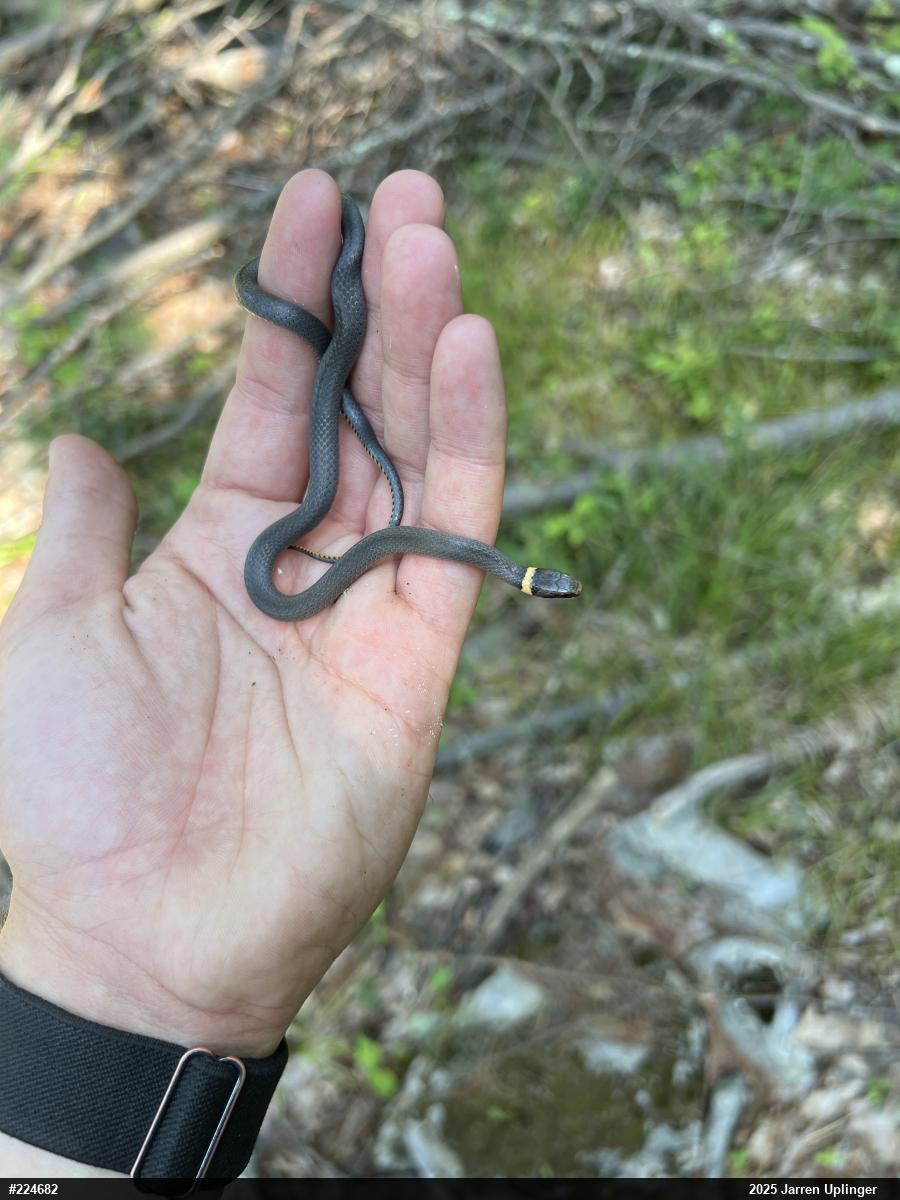 Northern Ring-necked Snake