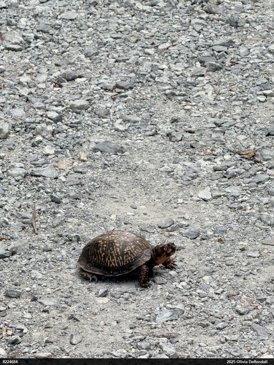 Eastern Box Turtle