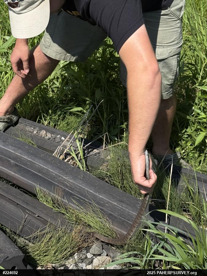 Northern Watersnake