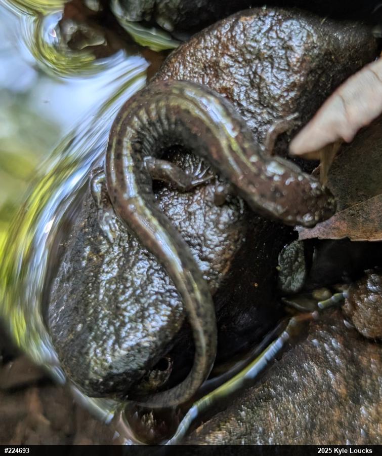 Northern Dusky Salamander
