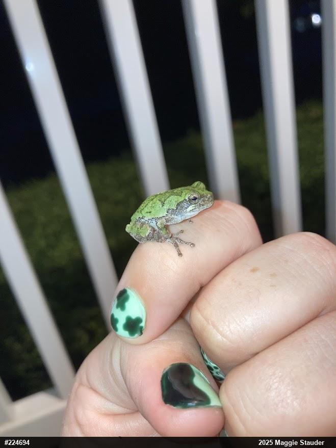 Unknown Gray Treefrog
