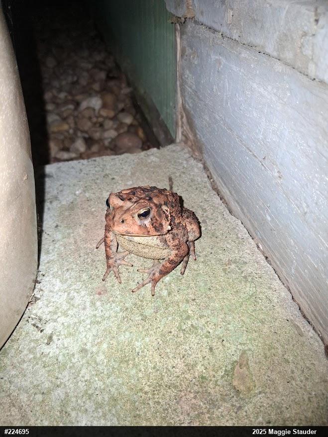 Eastern American Toad