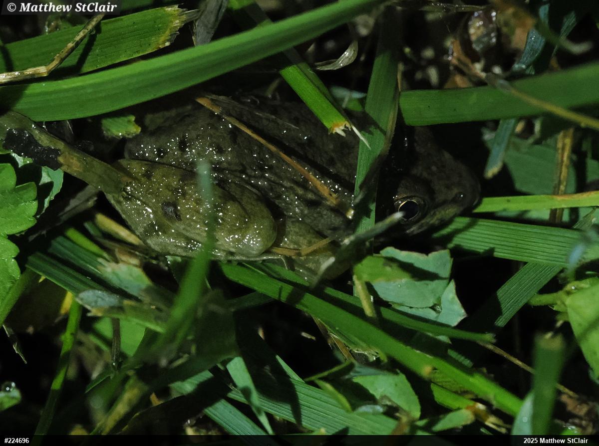 Green Frog