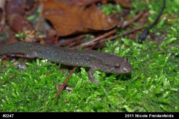 Northern Dusky Salamander