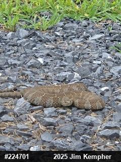 Northern Watersnake