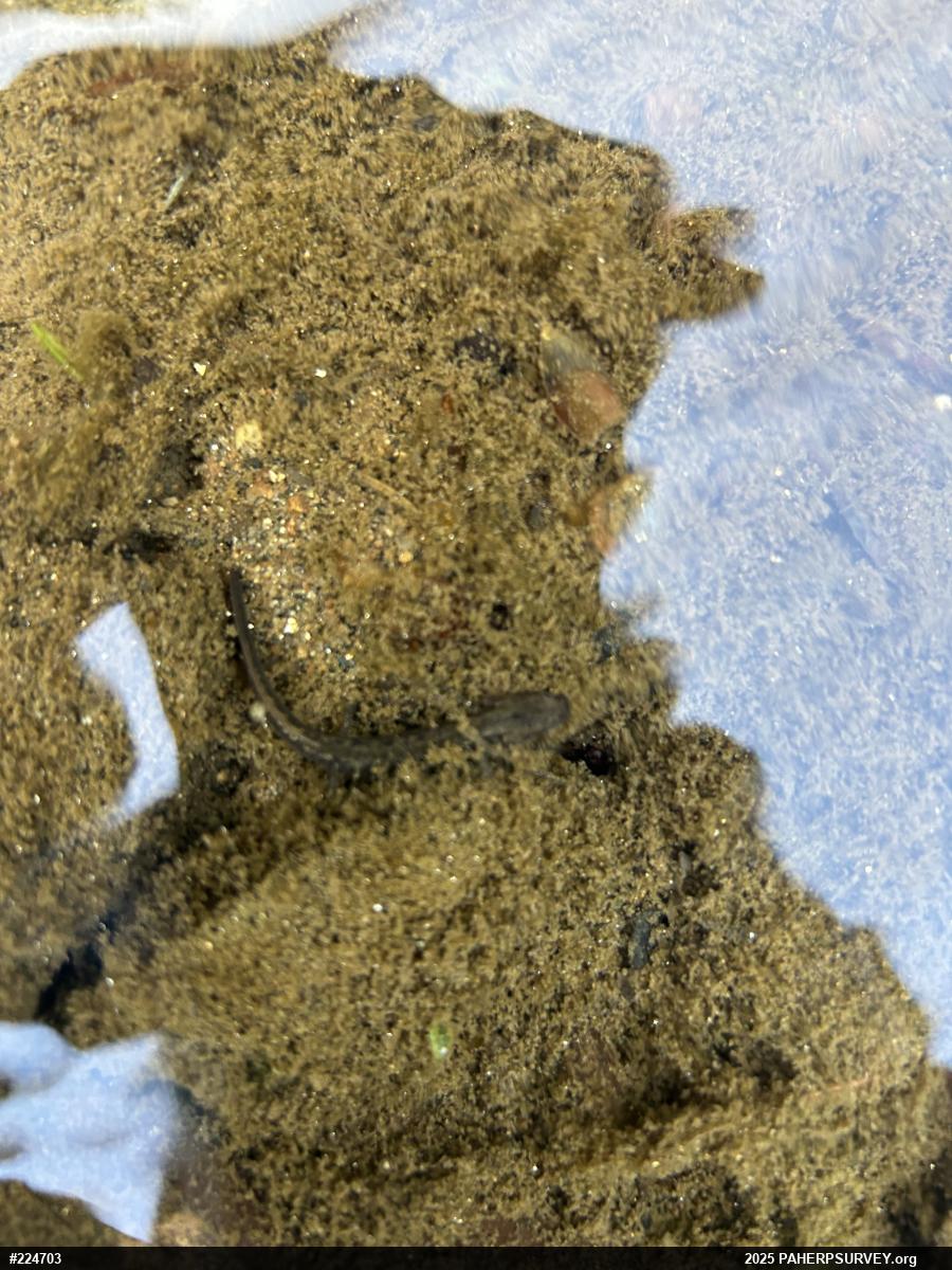 Northern Two-lined Salamander