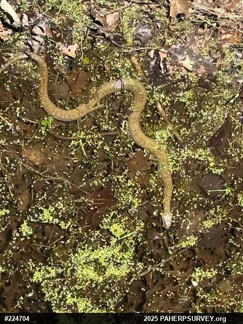 Northern Watersnake