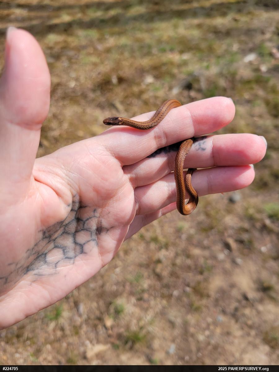 Red-bellied Snake