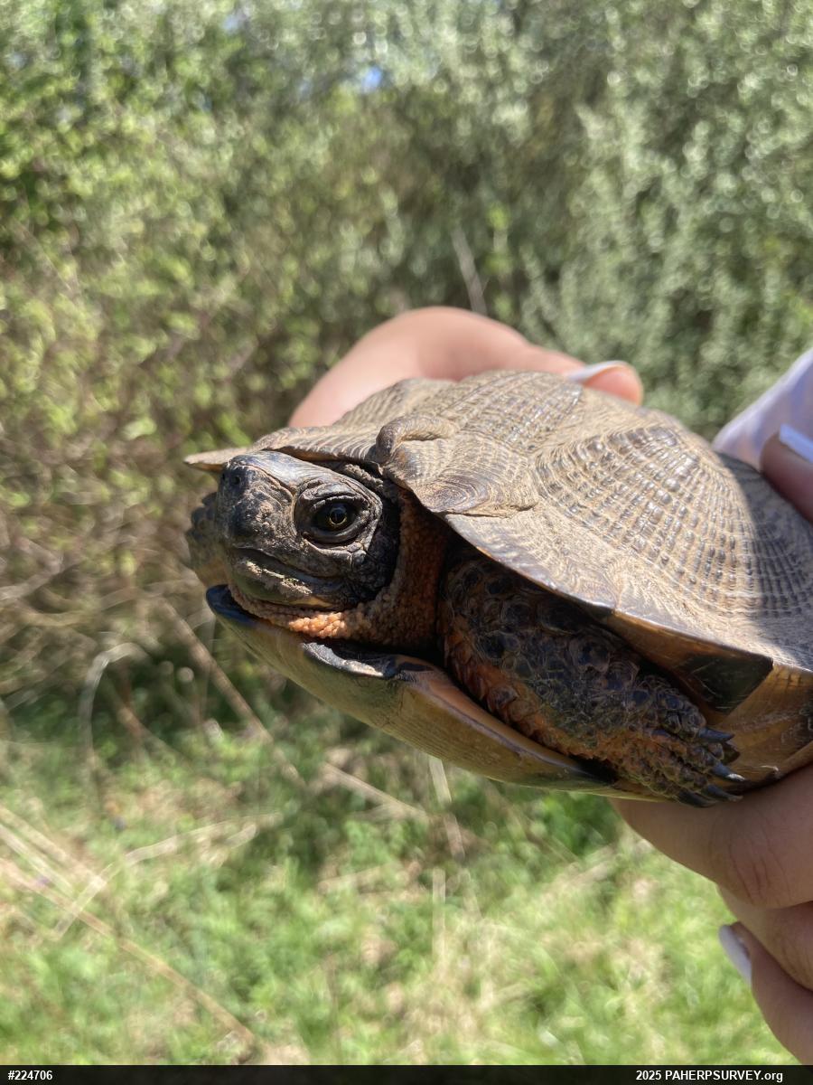 Wood Turtle