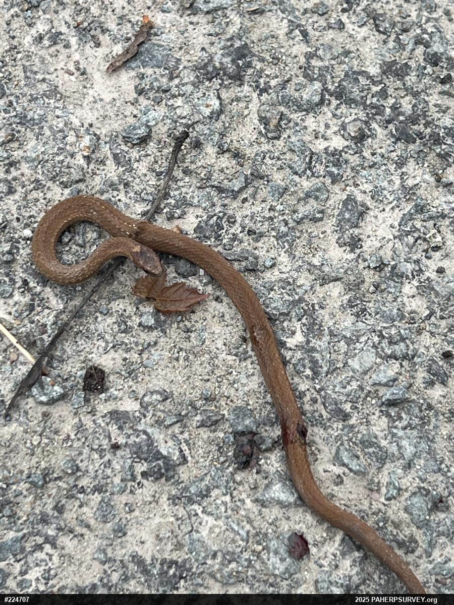 Red-bellied Snake