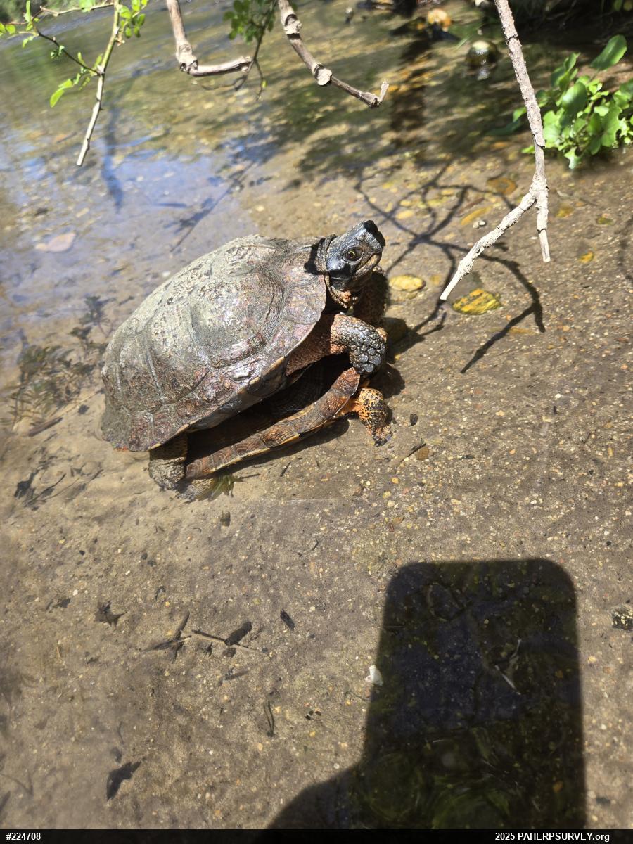 Wood Turtle