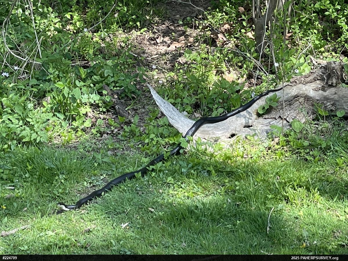 Eastern Ratsnake