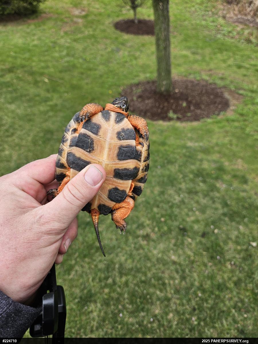 Wood Turtle