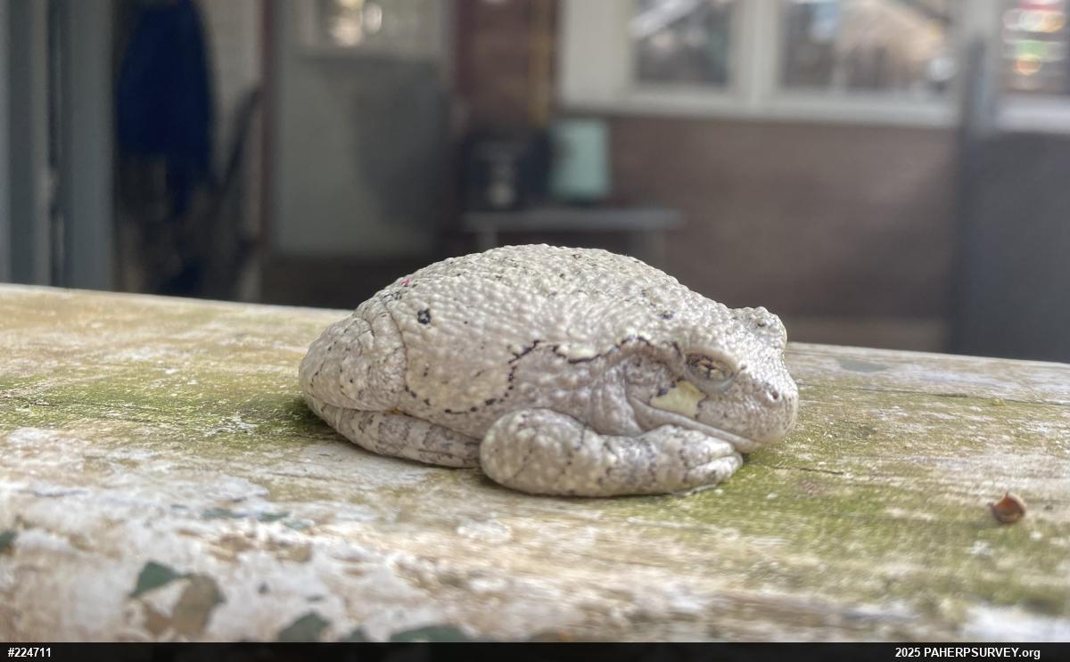 Unknown Gray Treefrog
