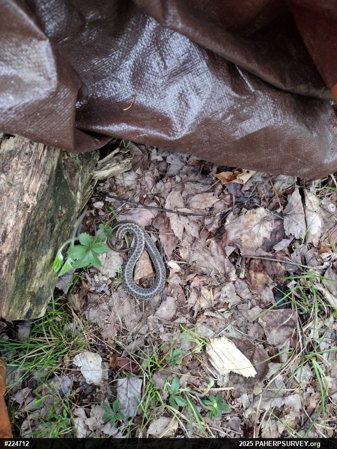 Eastern Gartersnake
