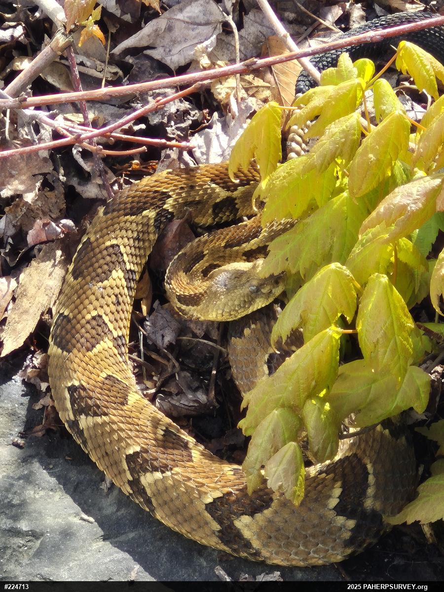Timber Rattlesnake