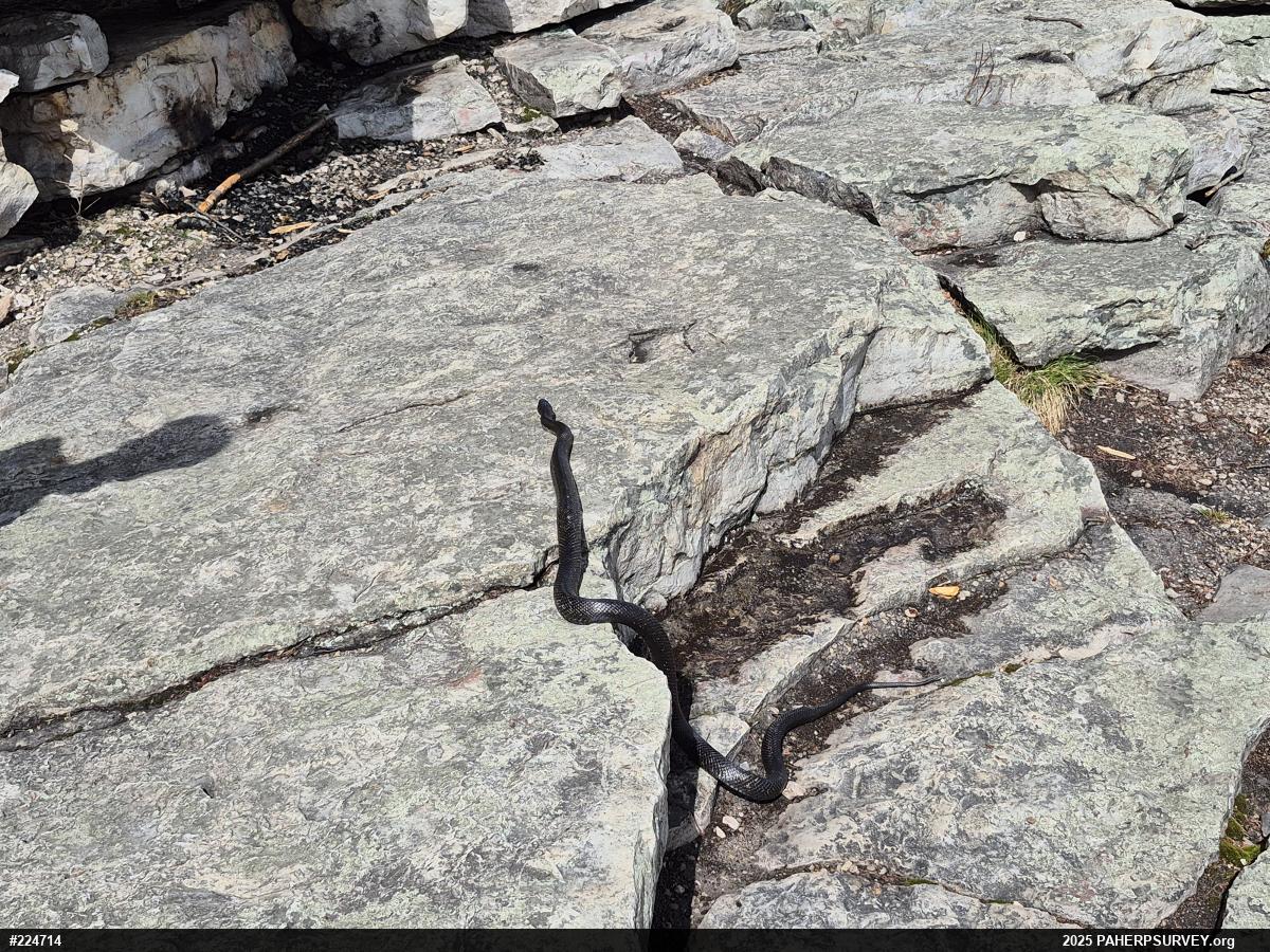 Eastern Ratsnake