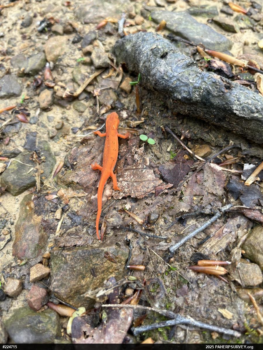 Red-spotted Newt