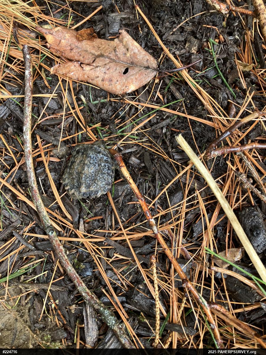 Snapping Turtle