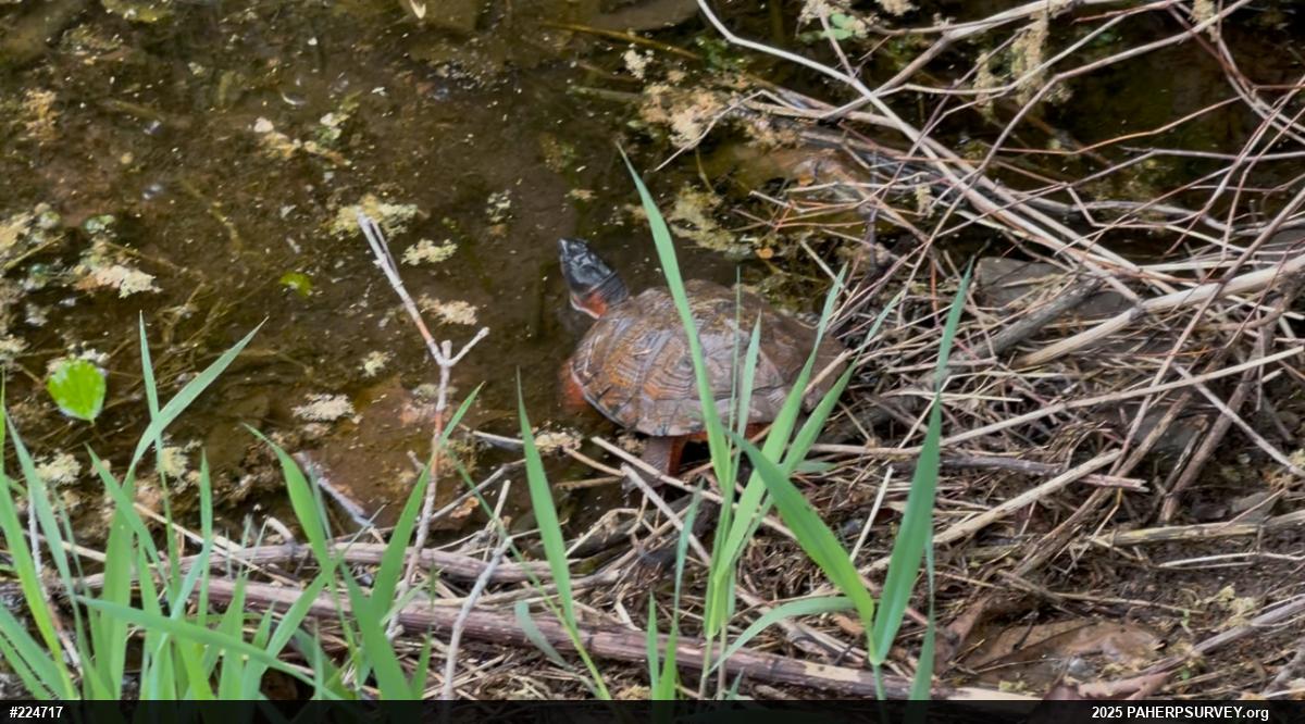 Wood Turtle