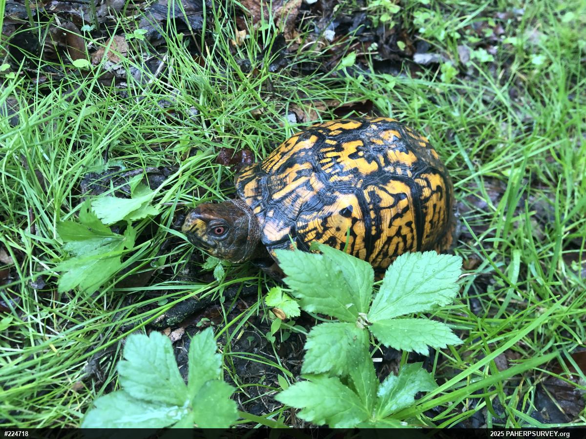 Eastern Box Turtle