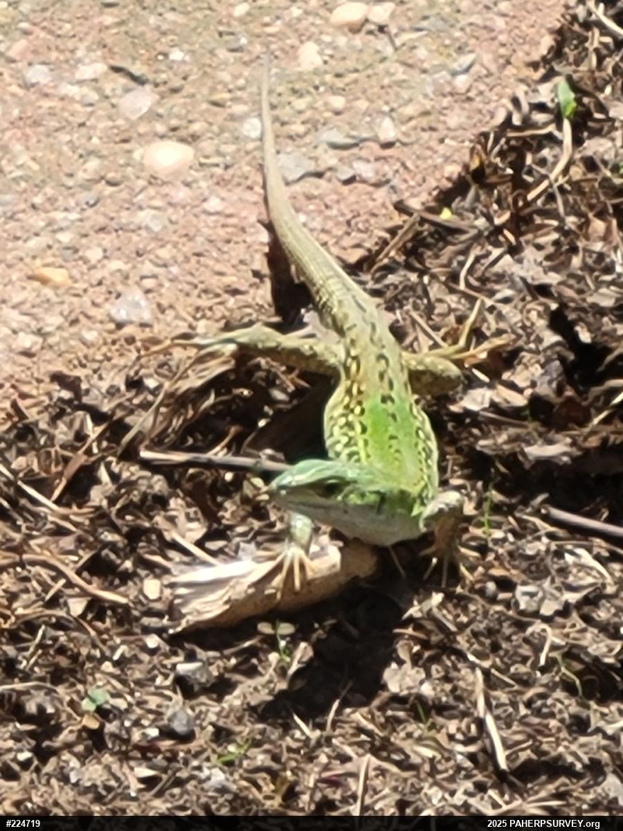 Italian Wall Lizard