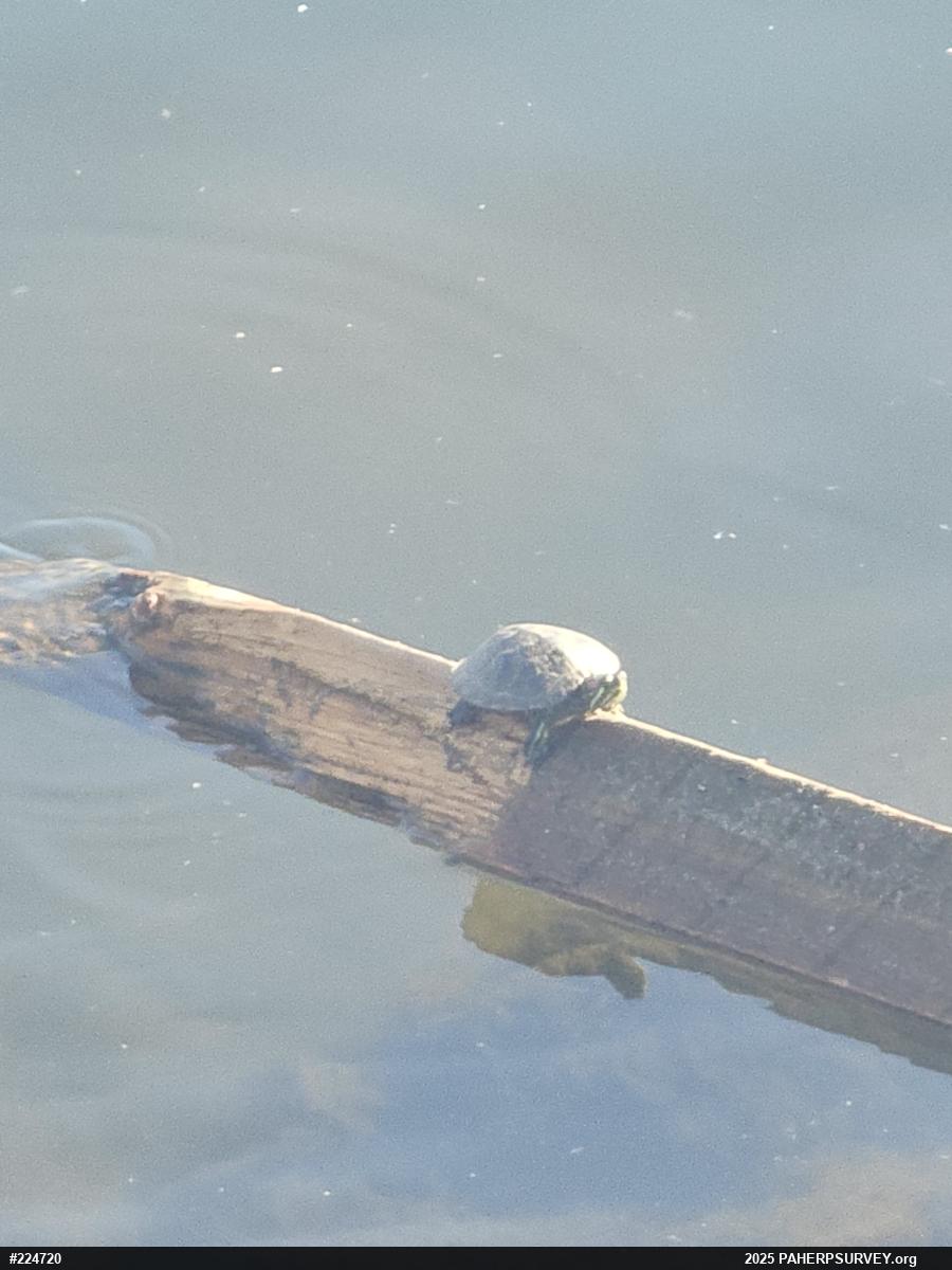 Red-eared Slider