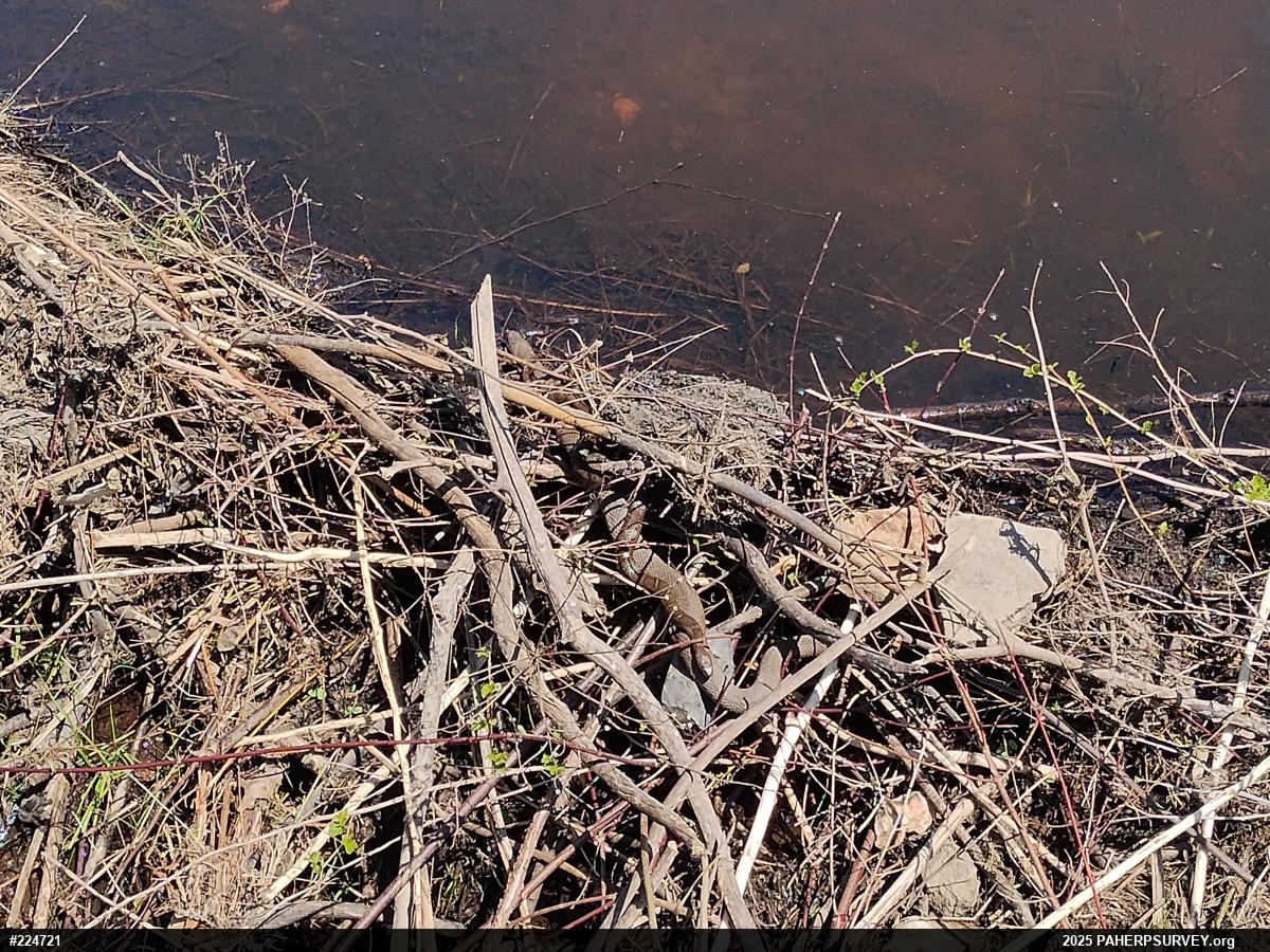 Northern Watersnake