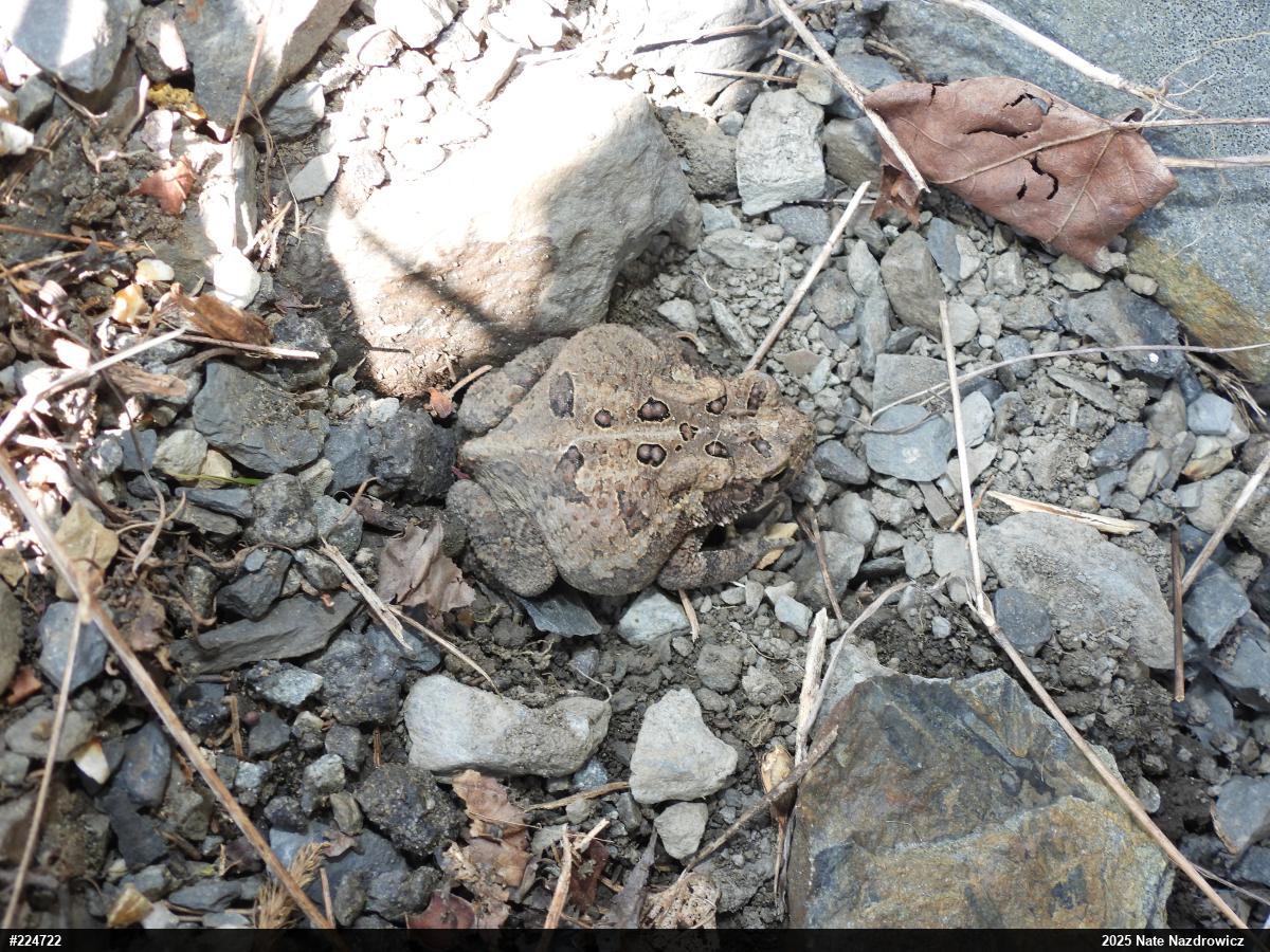 Eastern American Toad