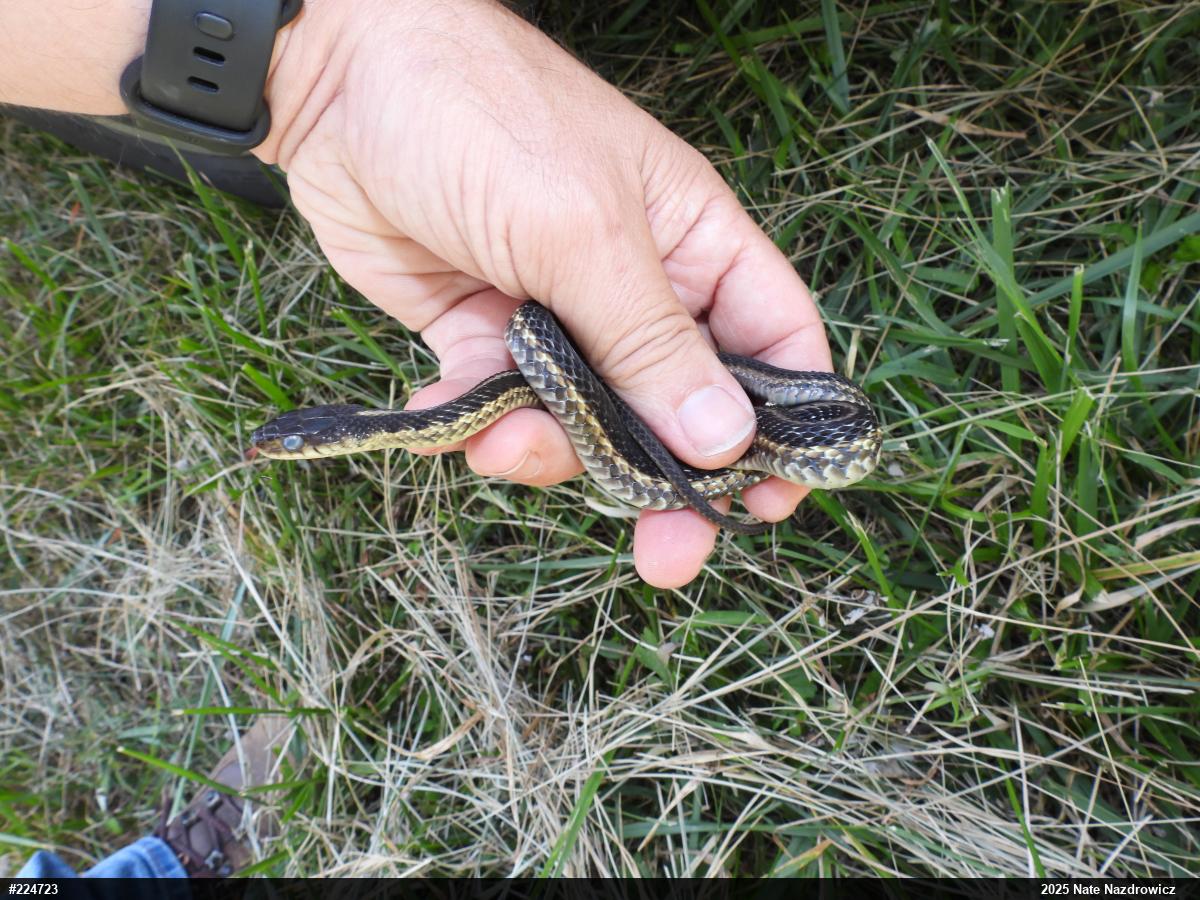 Eastern Gartersnake