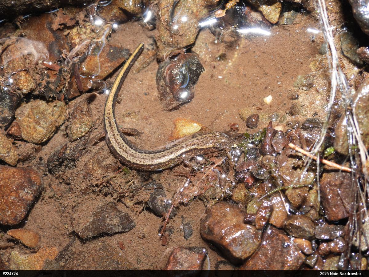 Northern Two-lined Salamander