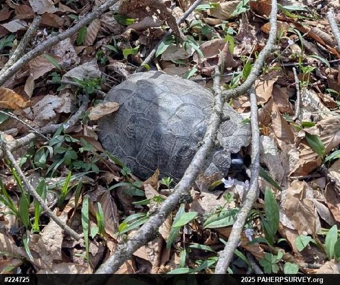Wood Turtle