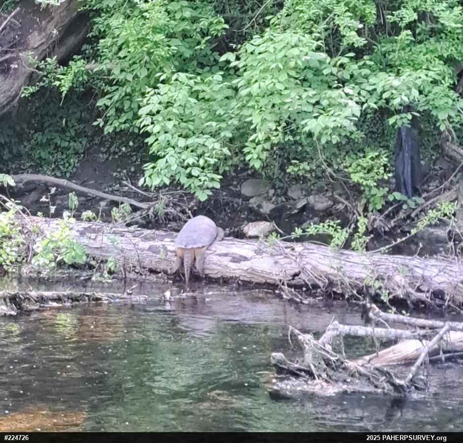 Snapping Turtle