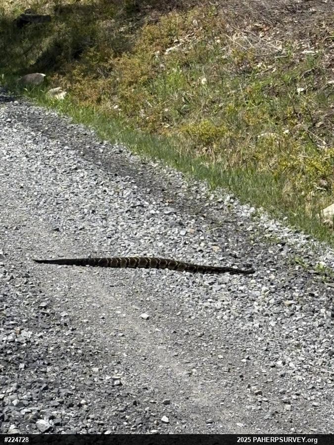 Timber Rattlesnake