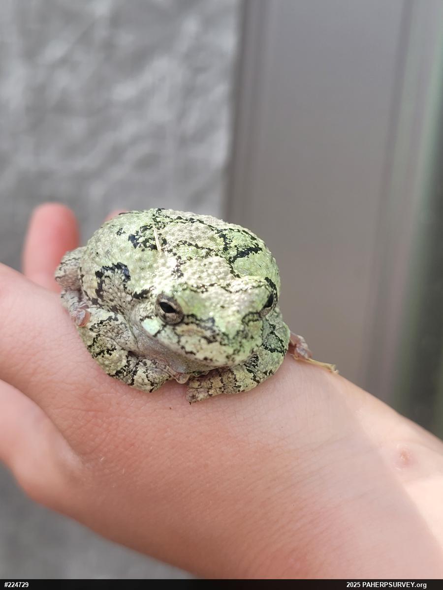 Unknown Gray Treefrog