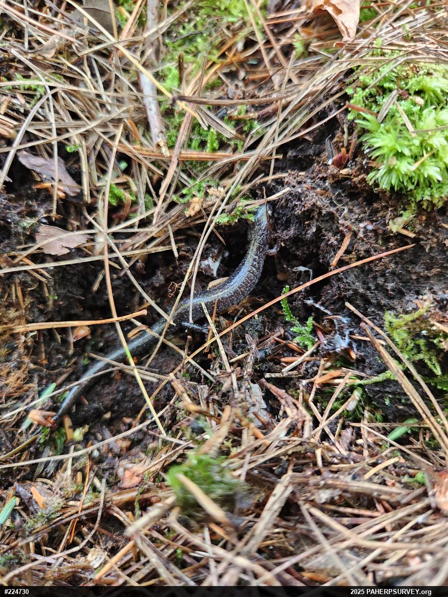 Eastern Red-backed  Salamander