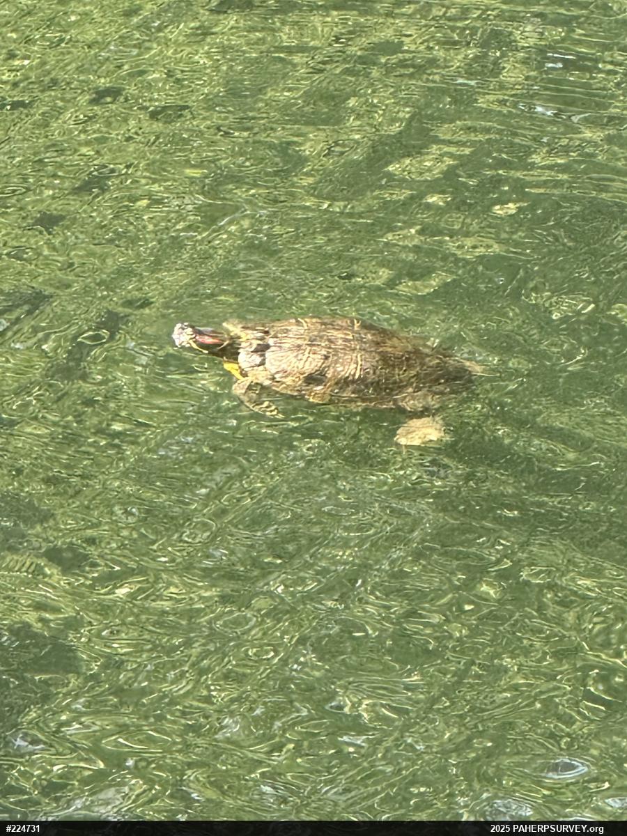 Red-eared Slider