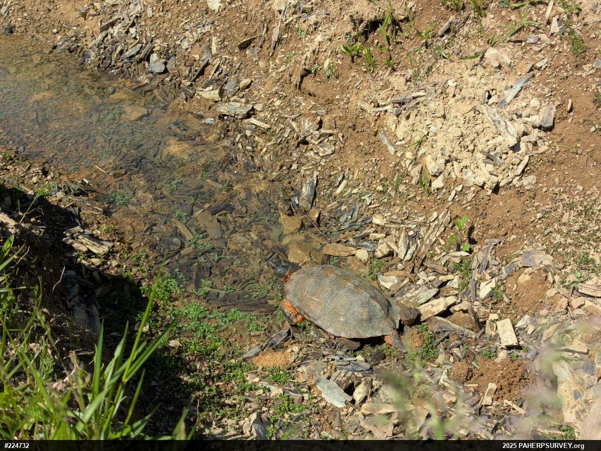 Wood Turtle