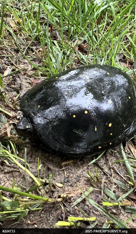 Spotted Turtle