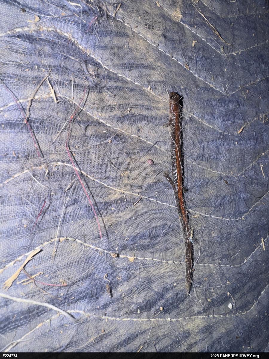 Eastern Red-backed  Salamander
