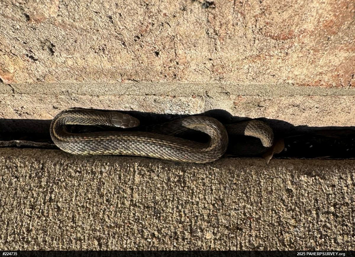 Eastern Gartersnake