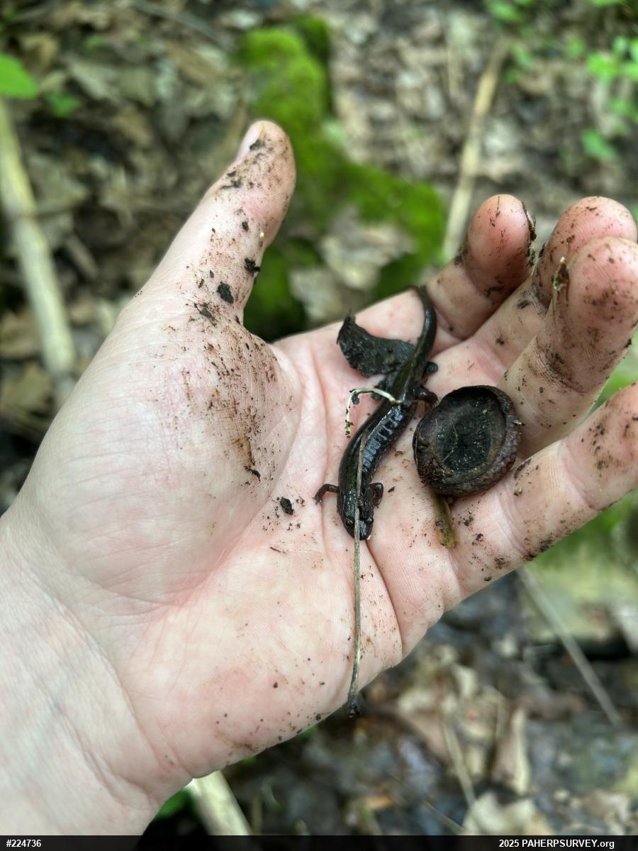 Northern Dusky Salamander