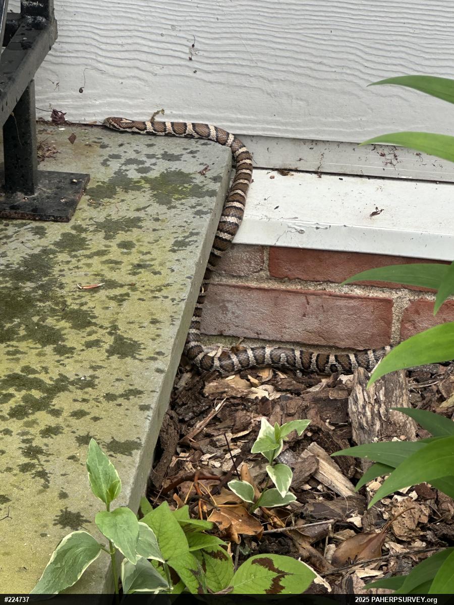 Eastern Milksnake